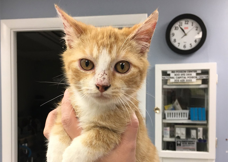 Carousel Slide 5: Cat veterinarians in Laurel